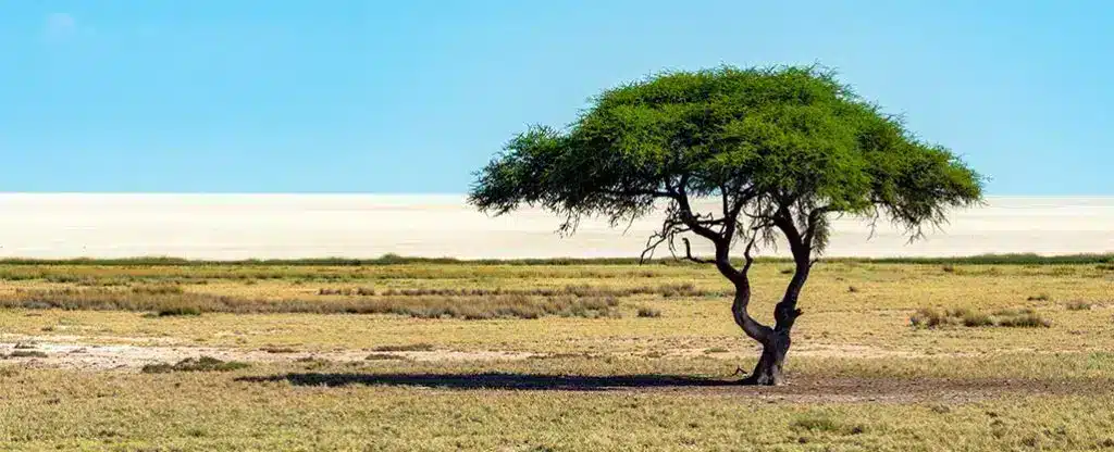 arabische gom